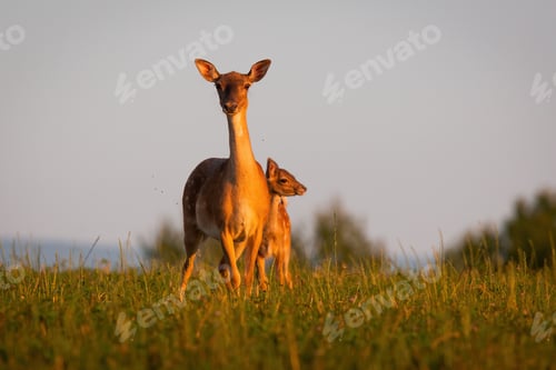 Preview: Two fallow deer standing on grassland in summer sunset