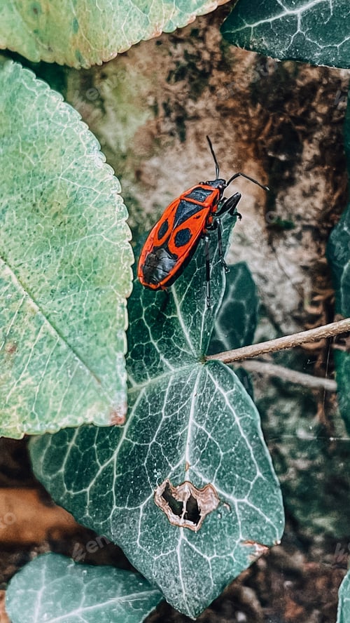 Preview: A red beetle crawls through the foliage among the stones