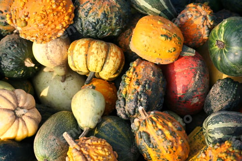 Preview: many pumpkins are in rows and are arranged to look like a big pile