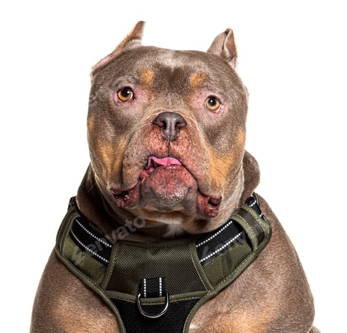 Preview: Portrait of a stoic American Bully breed dog on white