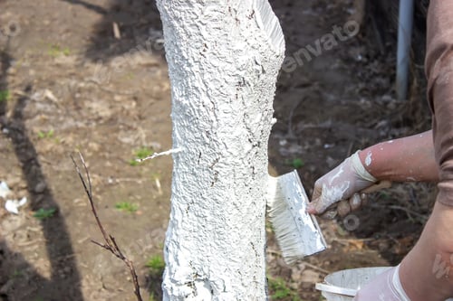 Preview: Girl whitewashing a tree trunk in a spring garden. Whitewash of spring trees