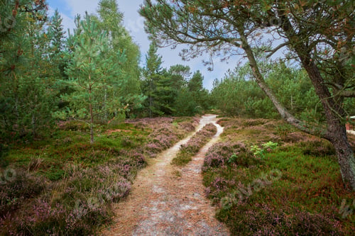Preview: Pine trees in Denmark
