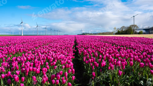 Preview: A vibrant field of pink tulips sways gracefully in the wind, framed by majestic windmills scattered