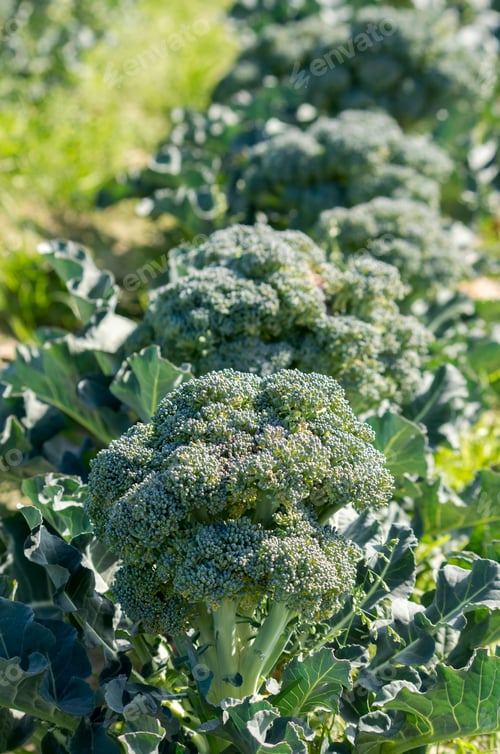Preview: Green fresh natural organic broccoli field agriculture.