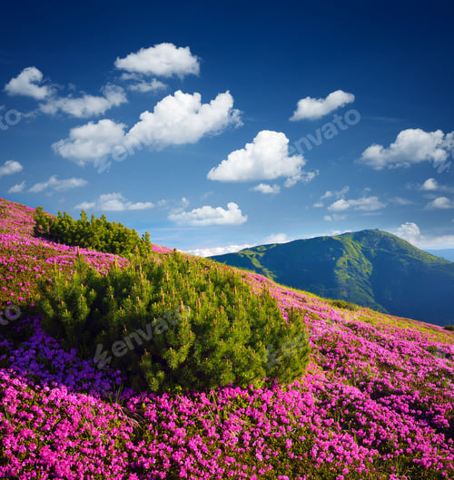 Preview: Summer mountain landscape with flowers on a sunny day