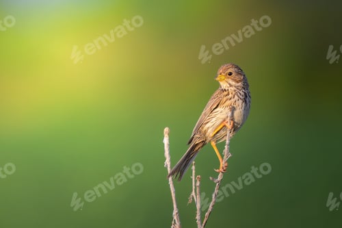 Preview: Close-up of a corn bunting perched on a branch with a blurred green background. Germany