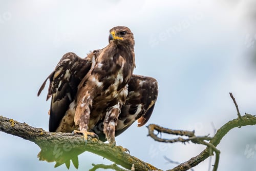 Preview: Greater spotted eagle or Clanga clanga