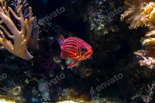 Preview: Closeup shot of a pink long-spined squirrelfish with silver stripes