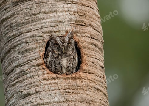 Preview: Eastern Screech Owl Portrait