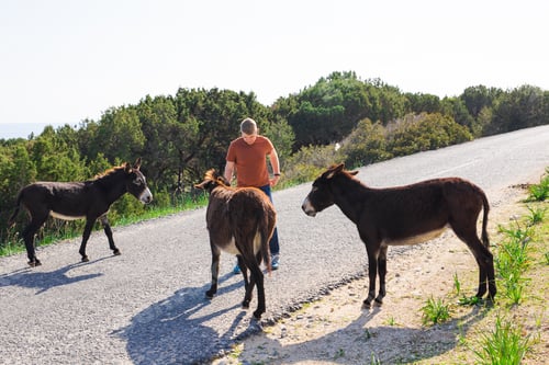 Preview: man caressing and feed a wild donkeys