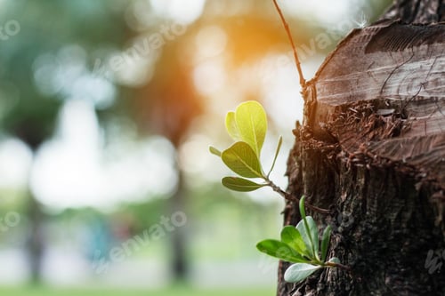Preview: Plants growing of stumps