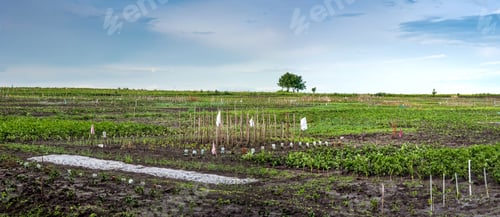 Preview: vegetable beds peasants are divided into pieces