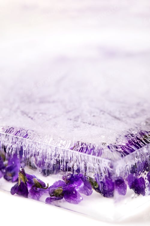 Preview: Violets flower in ice