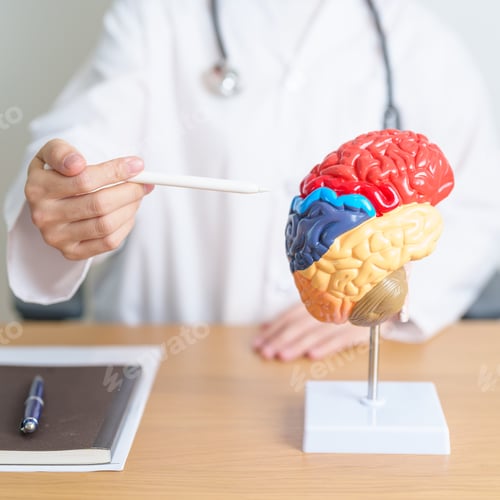 Preview: doctor with human Brain anatomy model. World Brain Tumor