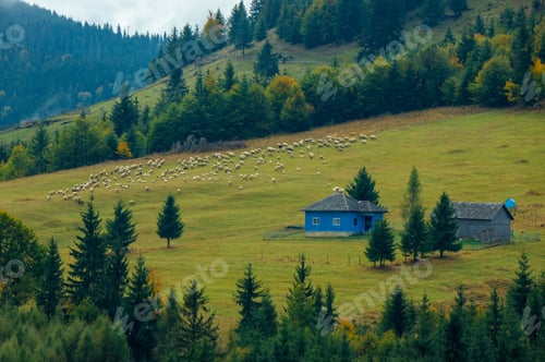 Preview: Scenic rural landscape with a blue house and sheep