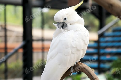 Preview: Cockatoo Sitting on Branch