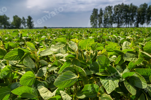 Preview: Close-up of a soybean plant field under a blue sky on a summer day