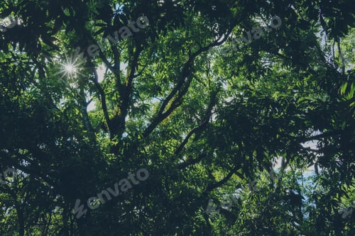 Preview: Sun through green crown of trees