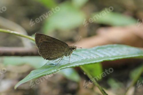 Preview: Brown butterfly on leaf in nature