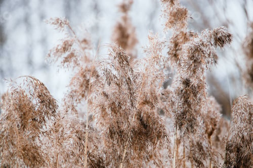 Preview: Reed seeds in neutral colors on a light background. Pampas grass.