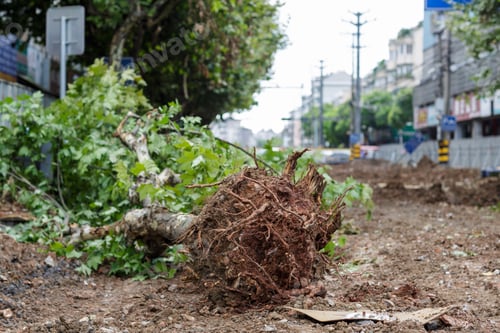 Preview: The tree is uprooted from the earth with roots and lies on the road