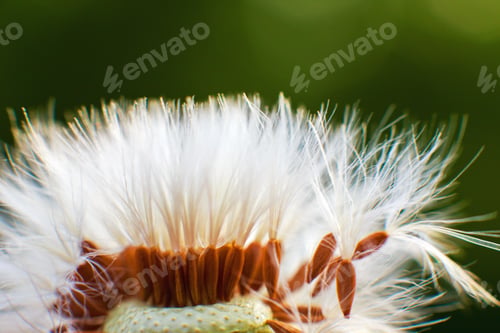 Preview: dandelion with flying seeds. dandelion parachute close-up.
