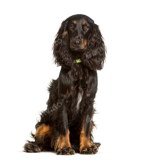 Preview: English Cocker Spaniel dog sitting against white background