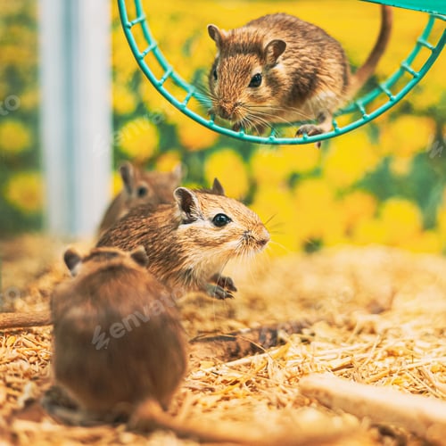 Preview: Meriones Unguiculatus, The Mongolian Jird Or Mongolian Gerbil Is A Rodent Belonging To Subfamily