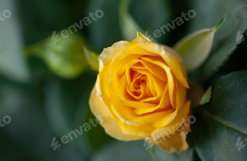Preview: Flower roses yellow close up macro