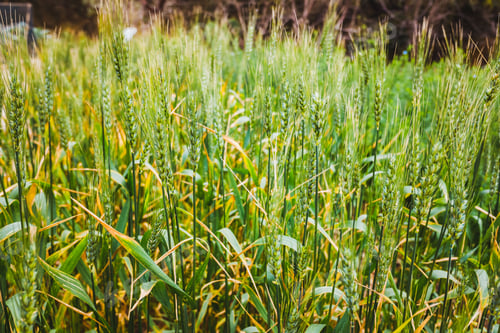 Preview: Ears of ripe wheat grown in an orchard.