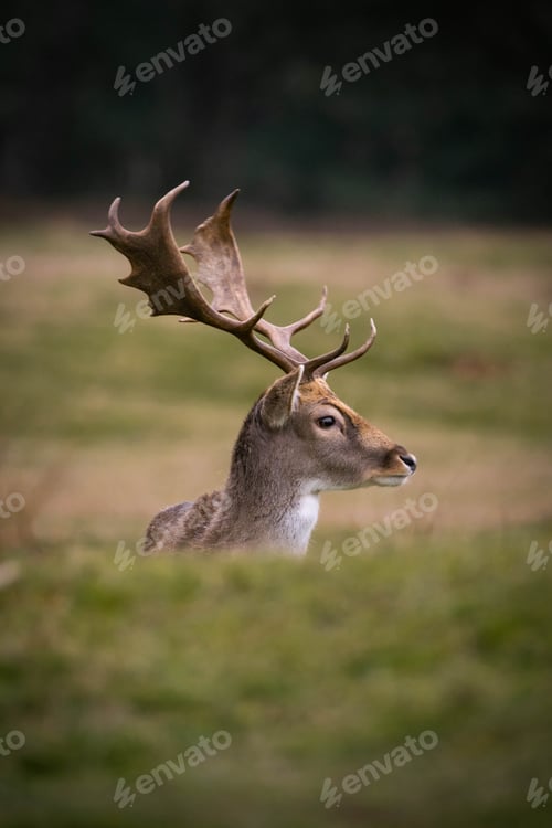 Preview: Funny deer is relax on ground