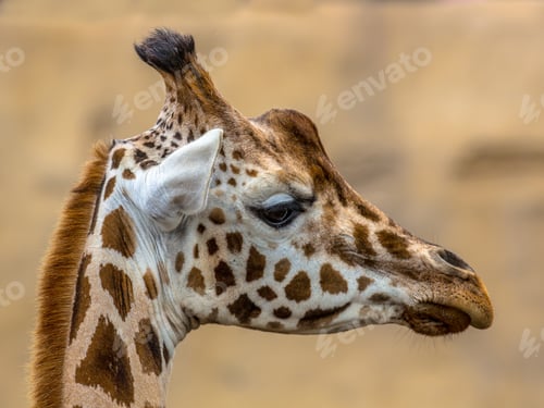 Preview: Head of southern giraffe