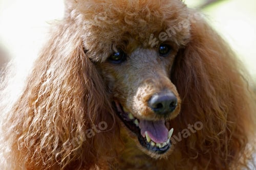 Preview: poodle, dog, puppy, pets, dogs