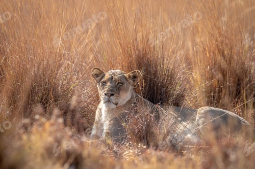 Preview: Lioness laying in the high grass.