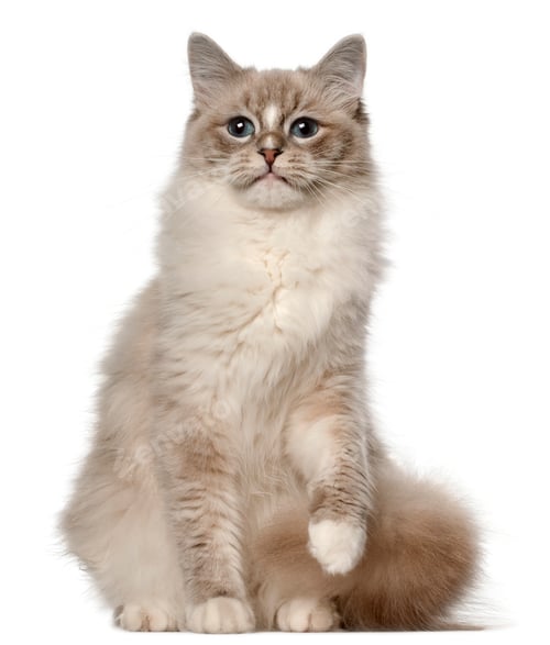 Preview: Ragdoll cat, 1 year old, sitting in front of white background