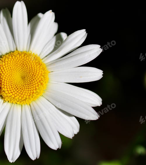 Preview: the flower has a very small yellow middle on it's head