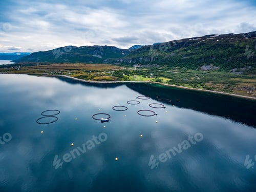 Preview: Farm salmon fishing