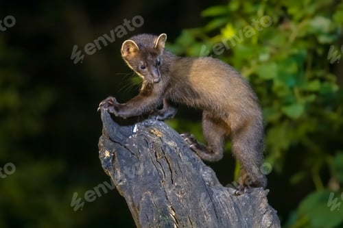 Preview: Pine marten on trunk in forest at night