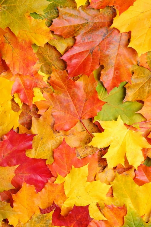 Preview: Autumn maple leaves background. Nature pattern.