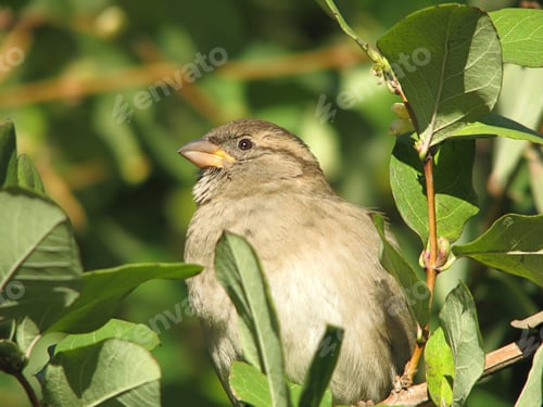 Tiny Sparrow Among Green Leaves on Sunny Day