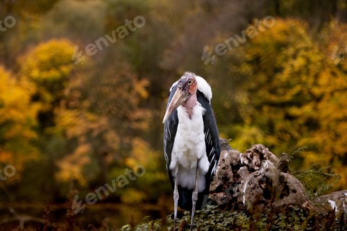 Preview: Marabou Stork In Autumn
