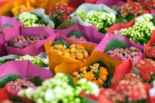 Preview: Kalanchoe flowers foe sale, floral spring background