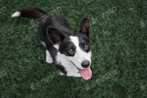 Preview: Happy and active purebred Welsh Corgi dog outdoors in the grass