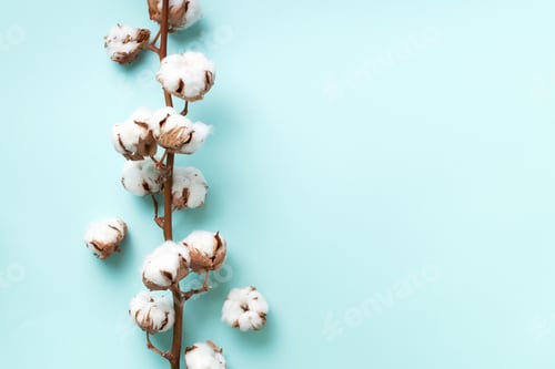 Preview: Cotton flower branch on blue background with copy space. Top view. Flat lay. Flowers composition