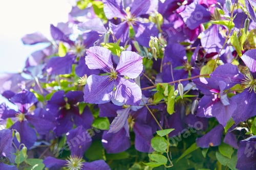 Preview: Beautiful budding flowers
