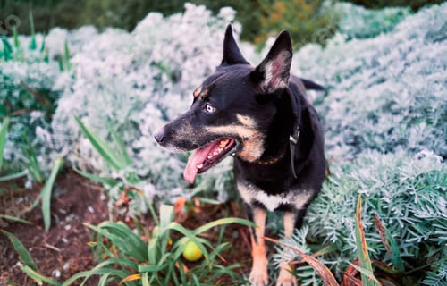Preview: Portrait of a dog in the park with white and green plants in the background