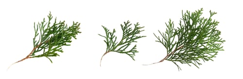 Preview: green twigs of emerald thuja on white isolated background