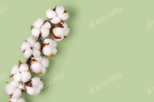 Preview: Branch of cotton flowers on green background flat lay, copy space