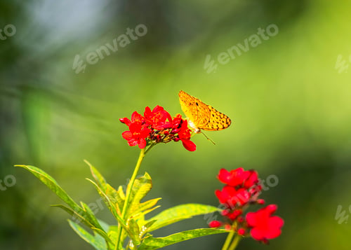 Preview: Silver-washed fritillary butterfly perched on a red flower. Thattekad, Kerala, India