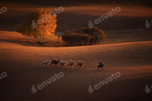 Preview: Camel in the sunset